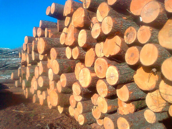 Alder Round Logs