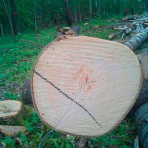 Aspen Round Logs