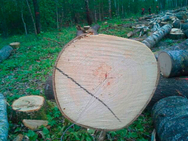 Aspen Round Logs