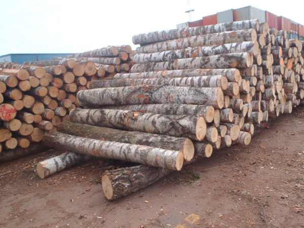 Birch Round Logs