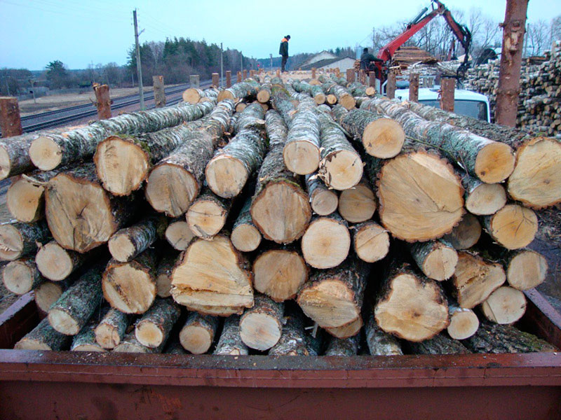 Birch Round Logs