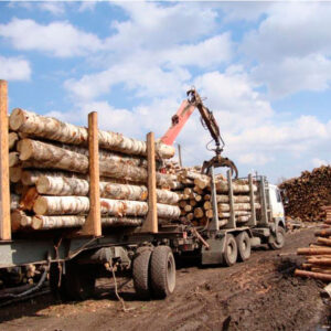 Birch Round Logs