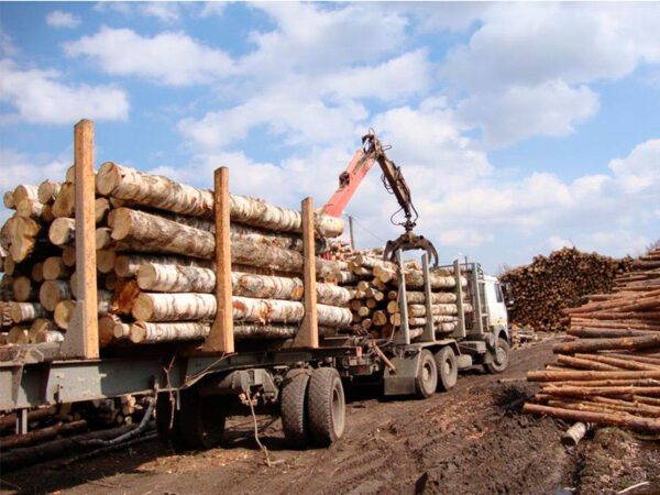 Birch Round Logs