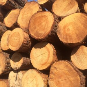 Pine Round Logs