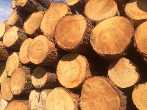 Pine Round Logs