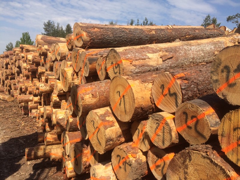 Pine Round Logs