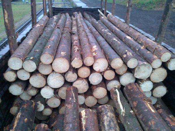 Spruce Round Logs