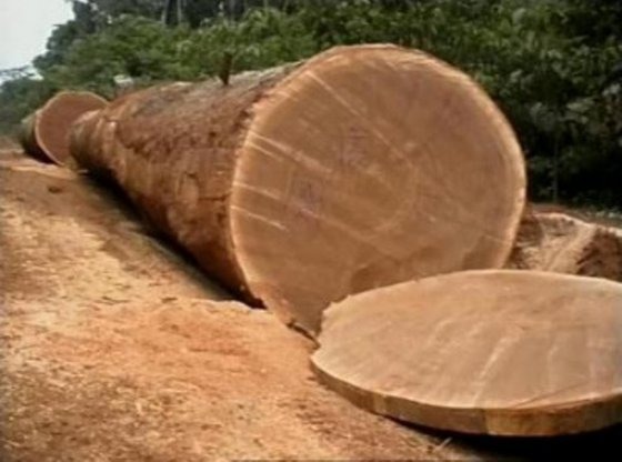 Bubinga Wood Logs