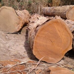 Iroko Wood Logs