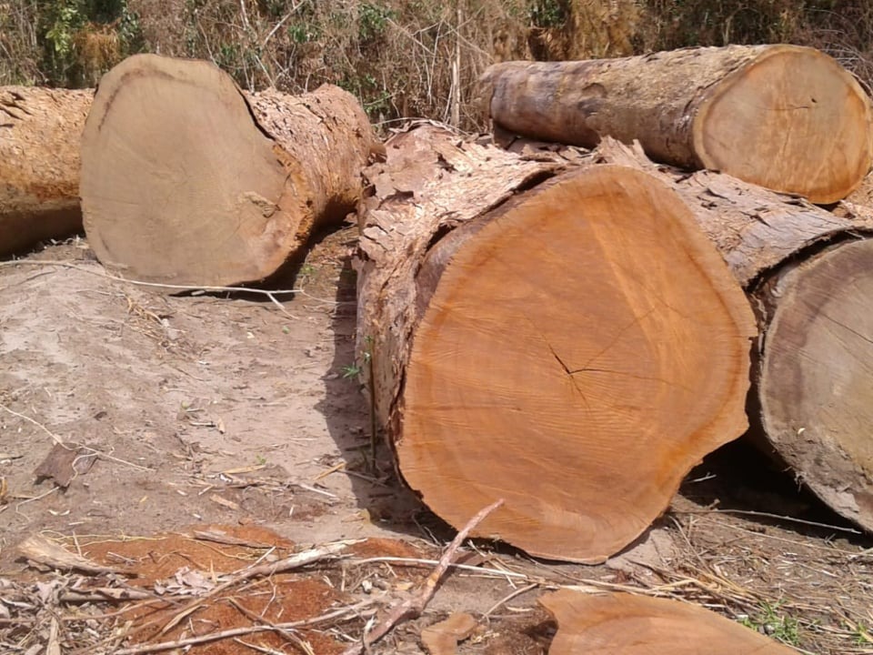 Iroko Wood Logs